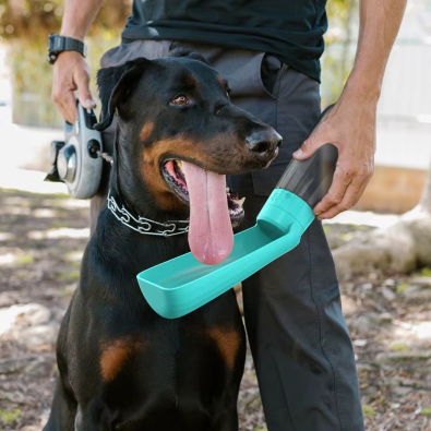 beauceron en laisse retractable buvant avec gourde pour chien