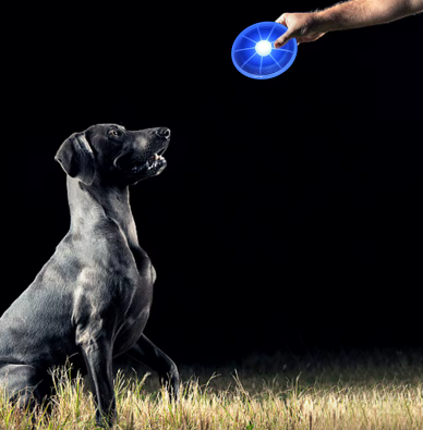 chien attendant que son maitre lui lance son frisbee lumineux