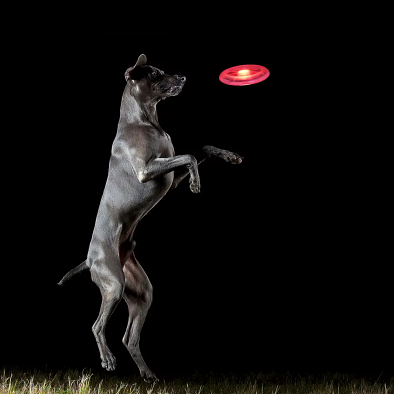 chien sautant pour rattraper son frisbee lumineux
